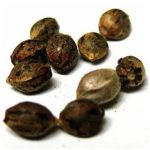 Семена марихуаны АК-47  (Seeds AK-47) в Истре